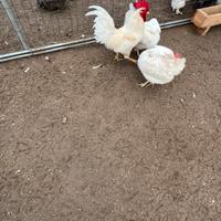 Galline