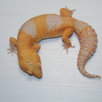 Geco leopardino