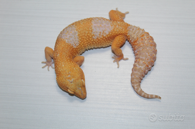 Geco leopardino