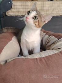 Bernie gattino 3 mesi
