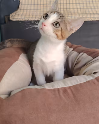 Bernie gattino 3 mesi