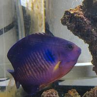 Centropyge Bispinosa pesce acquario marino