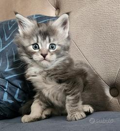 Maine coon