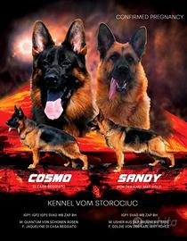 Cucciola di Pastore Tedesco