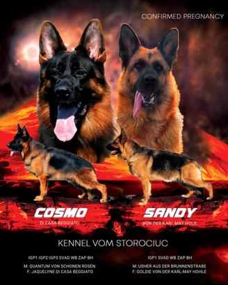 Cucciola di Pastore Tedesco