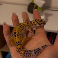 Geco Leopardino
