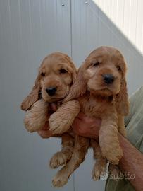 Splendidi cuccioli di cocker spaniel inglese