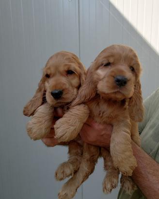 Splendidi cuccioli di cocker spaniel inglese
