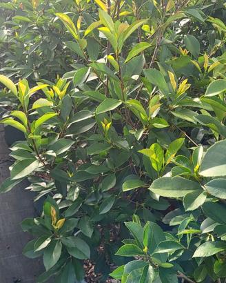 Photinia siepe