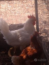 Gallo