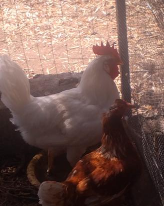 Gallo
