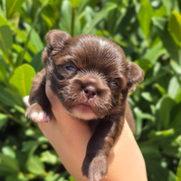 Chihuahua femmina chocolate pl con pedigree