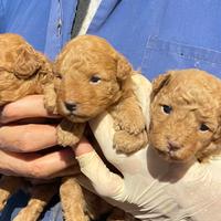 Barboncino toy per Natale