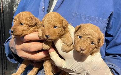 Barboncino toy per Natale