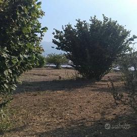Terreno agricolo angri/scafati