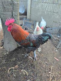 galline ornamentali