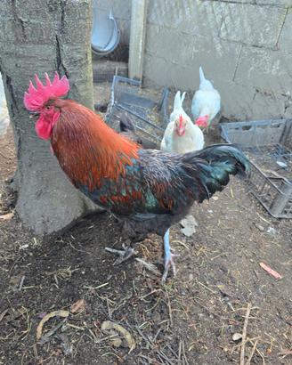galline ornamentali