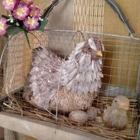 gallina in paglia in gabbia