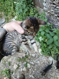 Gattini già svezzati disponibili subito