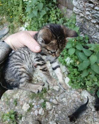 Gattini già svezzati disponibili subito