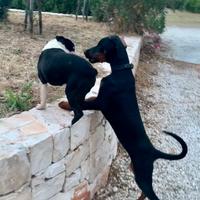 Cucciola di Dobermann