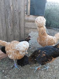 Gallina padovana