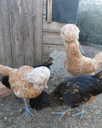 Gallina padovana