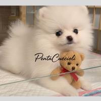 VOLPINO - VOLPINI SPITZ di POMERANIA puppy-12 rate