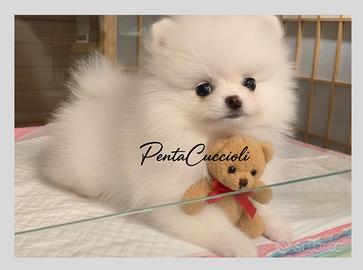 VOLPINO - VOLPINI SPITZ di POMERANIA puppy-12 rate