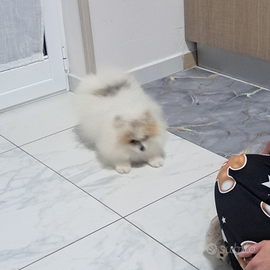 Cucciolo bianco e arancio