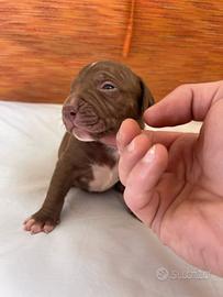 Cuccioli american pitbull terrier