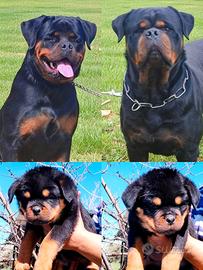 Cucciole rottweiler