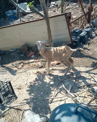 Agnello maschio di razza Sopravissana