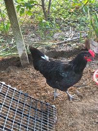Galli australorp