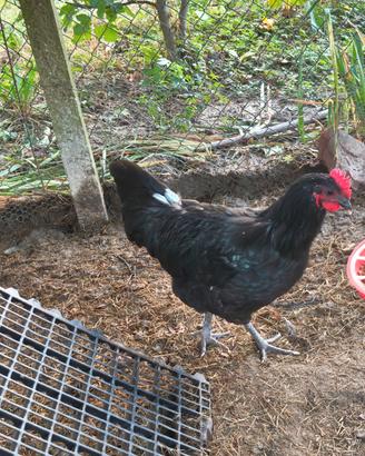 Galli australorp