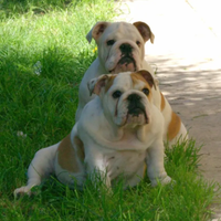 Cuccioli di bulldog inglese