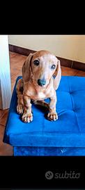 1 Cucciolo di cane bassotto nani