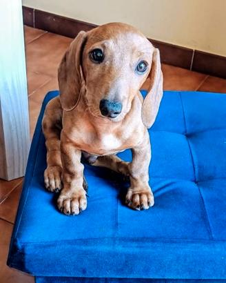 1 Cucciolo di cane bassotto nani