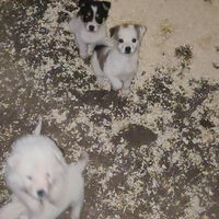 Volpino x jack Russell