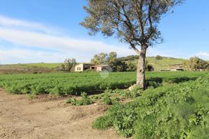 TER. AGRICOLO A ISOLA DI CAPO RIZZUTO