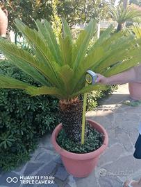 Pianta Cycas