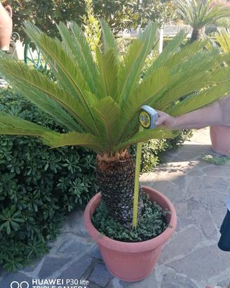 Pianta Cycas
