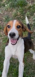 Beagle x Bassotto