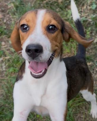 Beagle x Bassotto