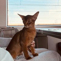 Gatto abissino cuccioli