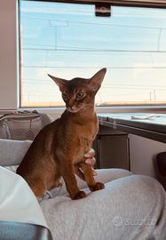 Gatto abissino cuccioli