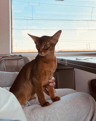 Gatto abissino cuccioli