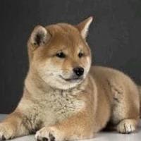 Shiba inu cucciolone femmine