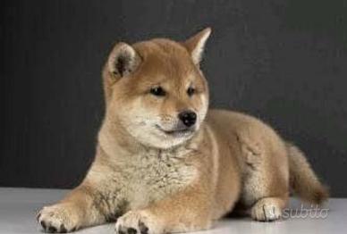 Shiba inu cucciolone femmine