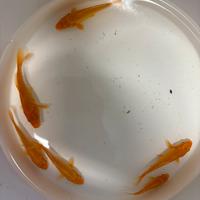 Carpe koi doitsu orenji ogon